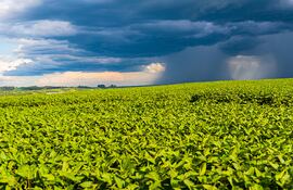 Pronóstico climático apunta a buena zafra de soja