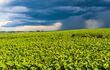 Pronóstico climático apunta a buena zafra de soja