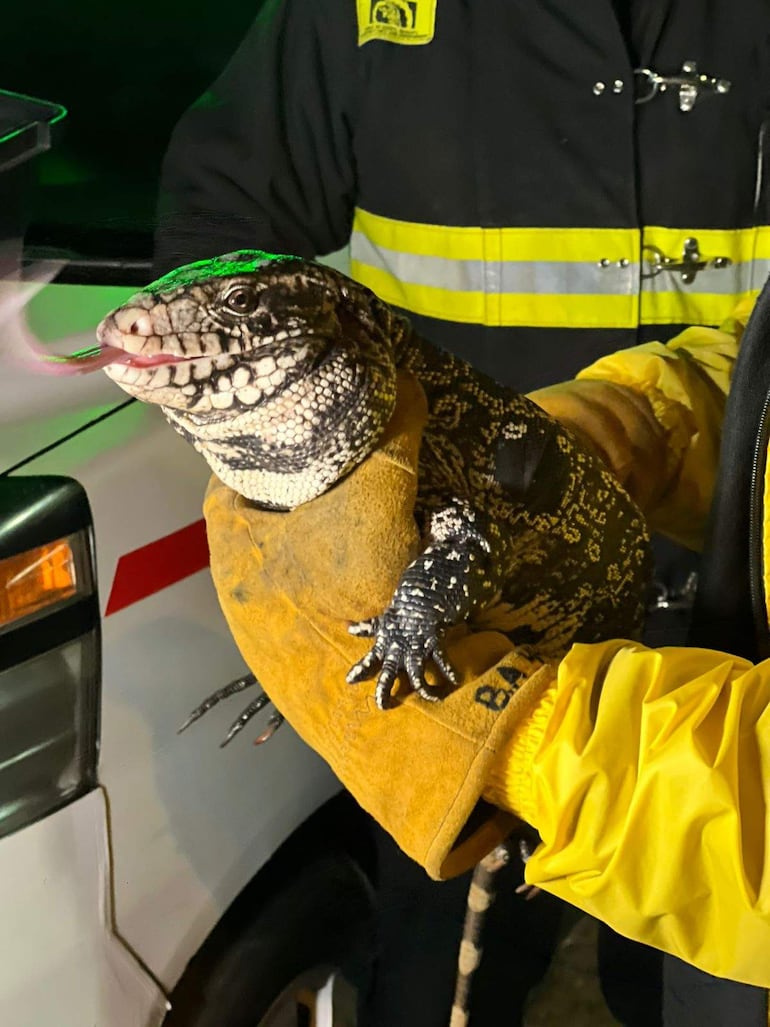 Bombero vestido con guantes amarillos sostiene un gran lagarto moteado bajo luces de emergencia en un operativo de rescate.