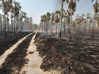 Parte del establecimiento ganadero arrasado por el fuego de ayer sabado en la zona de Bahía Negra, donde desde esta tarde se reporta el ingreso desde territorio boliviano.
