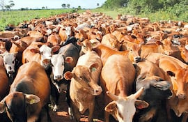 Hasta hace apenas una semana, productores celebraron que el precio del ganado alcanzó los US$ 3,94 por kilogramo al gancho.