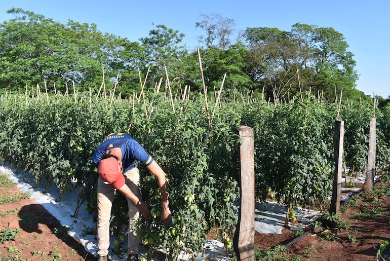 Este cultivo corresponde a una parcela de tomate que está en su período de maduración de las frutas.