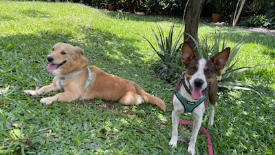 Perritos encontrados en la zona del Shopping del Sol.