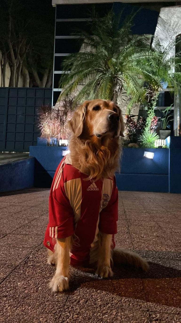 Golden Retriever llamado Tommy sentado con camiseta roja de la Selección Paraguaya, rodeado de plantas en un entorno urbano.
