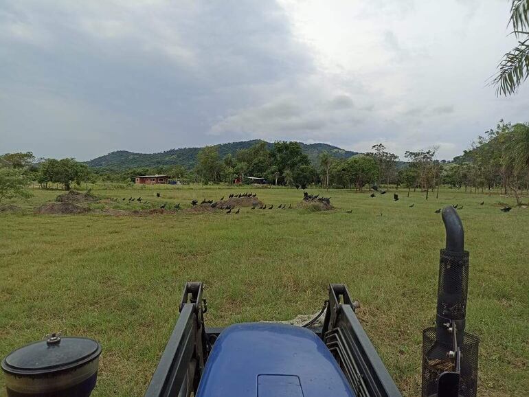 La chanchería estaría funcionando sin licencia ambiental.