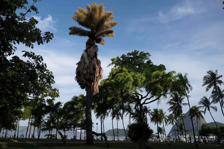 Palmeras Talipot (Corypha umbraculifera) florecen por primera vez en el parque Aterro do Flamengo en Río de Janeiro, Brasil, el 8 de diciembre de 2025.