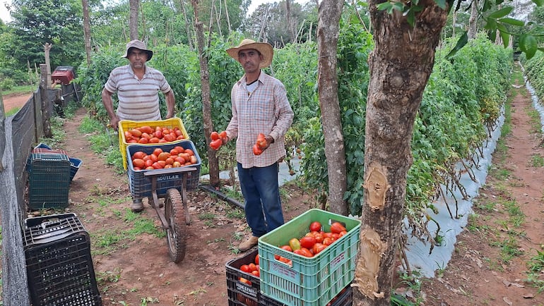 Dos hombres, uno con sombrero y carretilla llena de tomates, y otro sosteniendo tomates, en un campo verde.