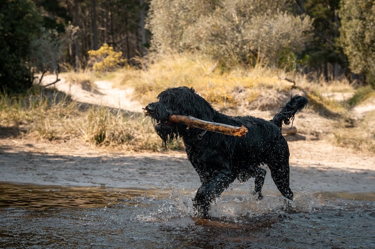 Perro de agua portugués.