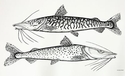 "Surubí", una obra del artista Iván Vázquez del año 2020, que integra la muestra "Del río las coronas".