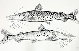 "Surubí", una obra del artista Iván Vázquez del año 2020, que integra la muestra "Del río las coronas".