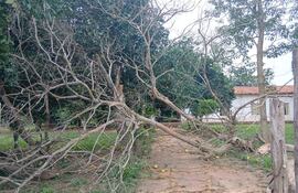 la última tormenta causó daños en el predio y dejó árboles caídos dentro del patio de la institución.