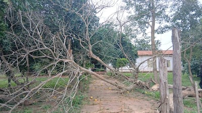 la última tormenta causó daños en el predio y dejó árboles caídos dentro del patio de la institución.