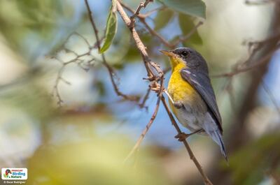 Piti'ayumí (Parula pitiayumi), fotografía gentileza de Oscar Rodríguez (Paraguay Birding & Nature), CON - Paraguay