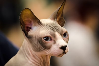 Gato Sphynx.
