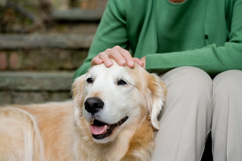 Perro golden retriever anciano.