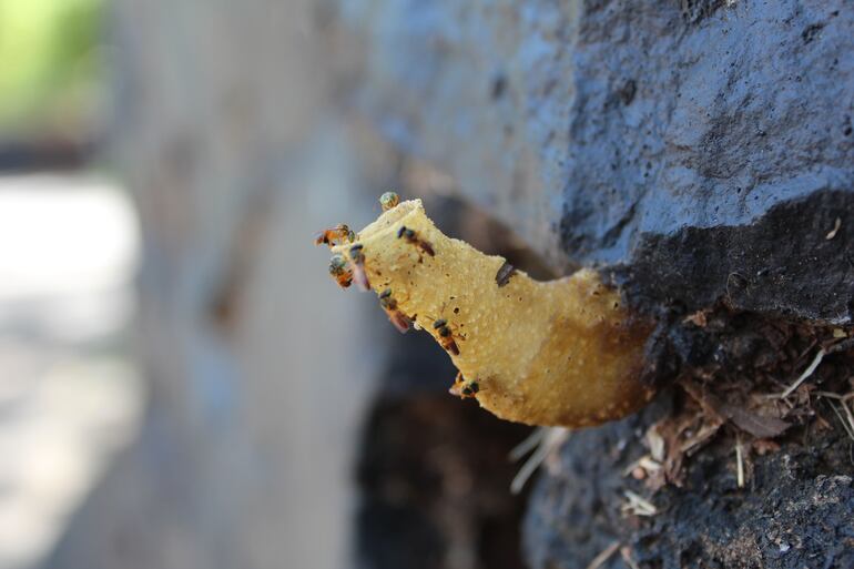 Curiosas formas le dan las meliponas a las aberturas hacia sus colmenas.