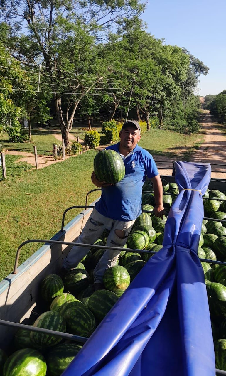 La sandía mueve la economía de Altos: productor cosecha 8.000 plantas La sandía mueve la economía de Altos: productor cosecha 8.000 plantas