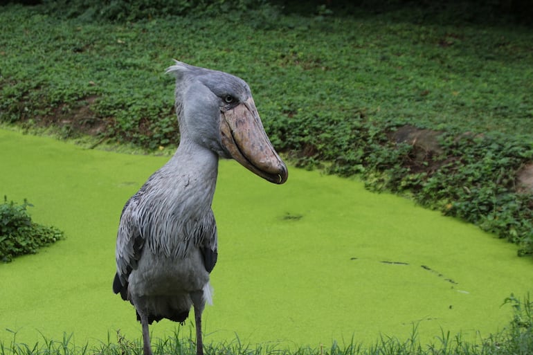 Ave pico de zapato (Balaeniceps rex).