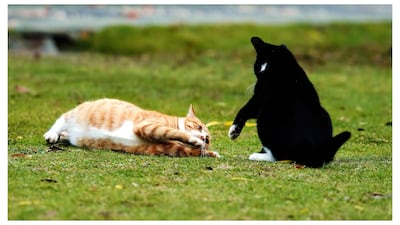 ¿Juego o agresión entre gatos?