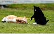 ¿Juego o agresión entre gatos?