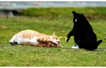 ¿Juego o agresión entre gatos?