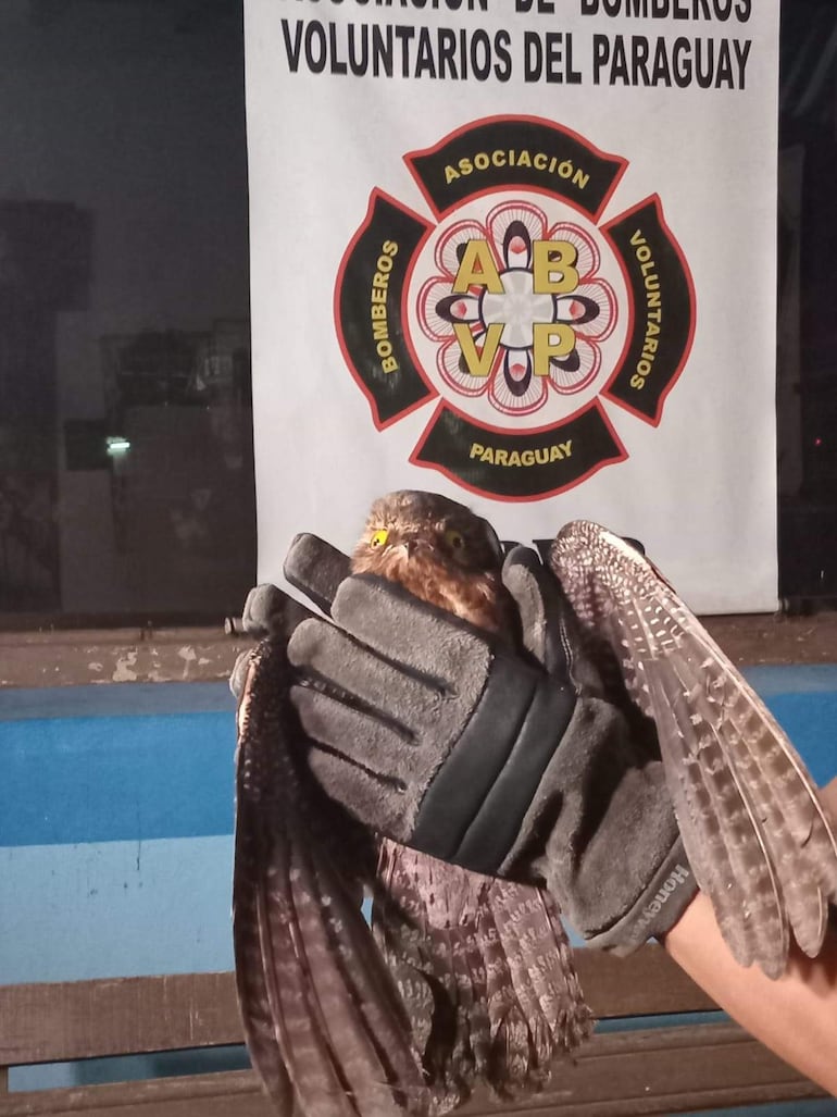 Rescatan a un urutaú tras chocar contra un vidrio en Fernando de la Mora Rescatan a un urutaú tras chocar contra un vidrio en Fernando de la Mora