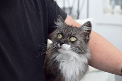 ¿Los gatos también pueden detectar enfermedades como los perros?