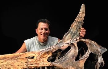 Un equipo internacional de investigadores ha descubierto una nueva especie de dinosaurio (que han bautizado como Spinosaurus mirabilis) en el Sáhara Central, en Níger. En la imagen el paleontólogo estadounidense Paul Sereno, de la Universidad de Chicago, posa con el cráneo reconstruido de este dinosaurio gigante.