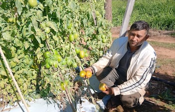 Hombre con chaqueta clara y pantalón oscuro sostiene tomates amarillos entre plantas de tomate en un campo agrícola.