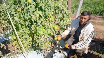 Hombre con chaqueta clara y pantalón oscuro sostiene tomates amarillos entre plantas de tomate en un campo agrícola.