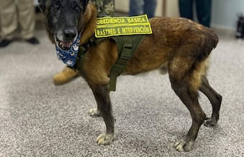 Perro con arnés de trabajo en un evento con personas visibles al fondo en un entorno interior, con pañuelo azul en el cuello.