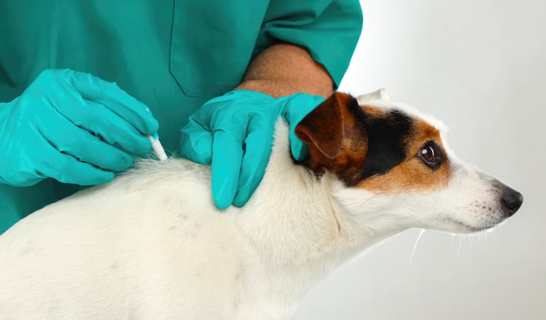 Persona aplica una pipeta a su perro.