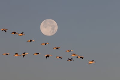 Las aves también sufren ‘jet lag’ en sus largos viajes migratorios.
