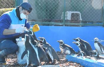 La Fundación Mundo Marino muestra a uno de sus integrantes mientras alimenta a un grupo de pingüinos. Quince pingüinos fueron reintroducidos al mar en Argentina, tras ser rescatados entre 2022 y 2023 con cuadros de desnutrición, empetrolamiento e ingesta de plástico, según informó este viernes la Fundación Mundo Marino en un comunicado. Las aves marinas fueron rescatadas en distintas localidades costeras de la provincia de Buenos Aires y devueltas al océano Atlántico en las playas bonaerenses de San Clemente del Tuyú, por parte de personal especializado.