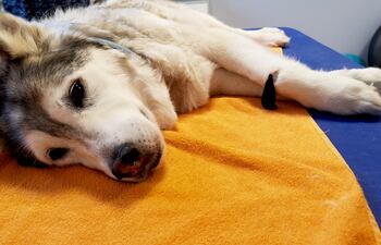 La primera clínica veterinaria social de Italia ha abierto sus puertas en Roma, con el objetivo de atender de forma totalmente gratuita a las mascotas de las personas más vulnerables, desde quienes viven en la calle a los ancianos sin familia, y asegurar así “el derecho a la salud” también para los animales.