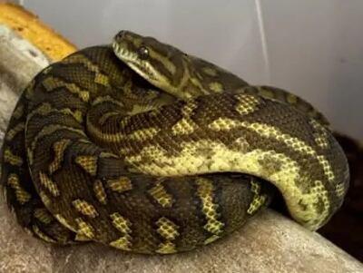Una de las serpientes que el brasileño llevaba desde nuestro país.