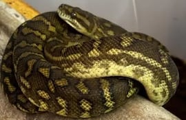 Una de las serpientes que el brasileño llevaba desde nuestro país.