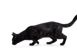 Gato olfatea un rastro.