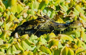 Una de las fotografías que forma parte de esta exposición.