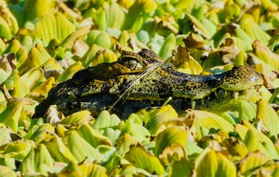 Una de las fotografías que forma parte de esta exposición.