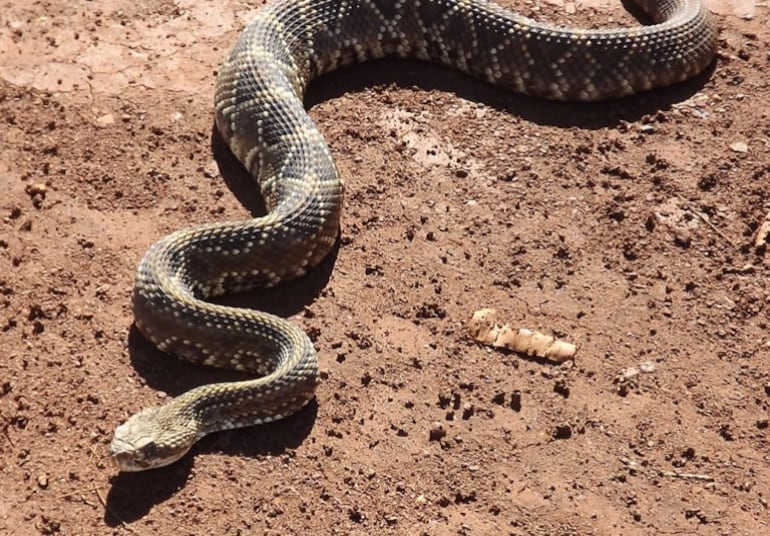 serpiente cascabel mboi chini
