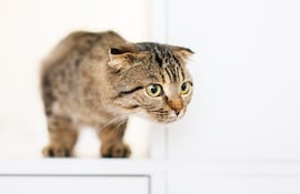 Concepto de gato estresado.
