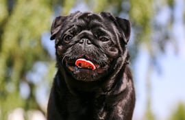 Perro de la raza pug.