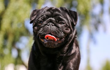 Perro de la raza pug.