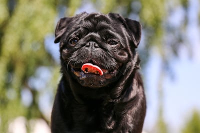 Perro de la raza pug.