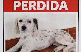 Buscan a perra extraviada en la zona de Cañada Garay, Luque