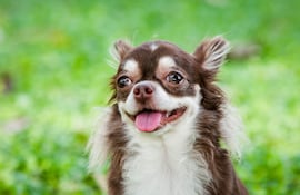 Perro de raza Chihuahua