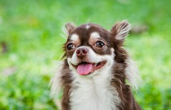 Perro de raza Chihuahua