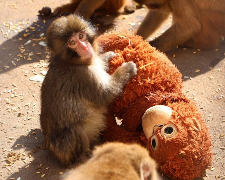 Pequeño macaco japonés abandonado al nacer en el zoológico de la ciudad de Ichikawa, y que desde entonces no se separa de un peluche que se ha convertido en una madre improvisada, ha conquistado la atención del público en Japón y de las redes sociales.