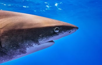 Tiburón blanco oceánico (Carcharhinus longimanus).